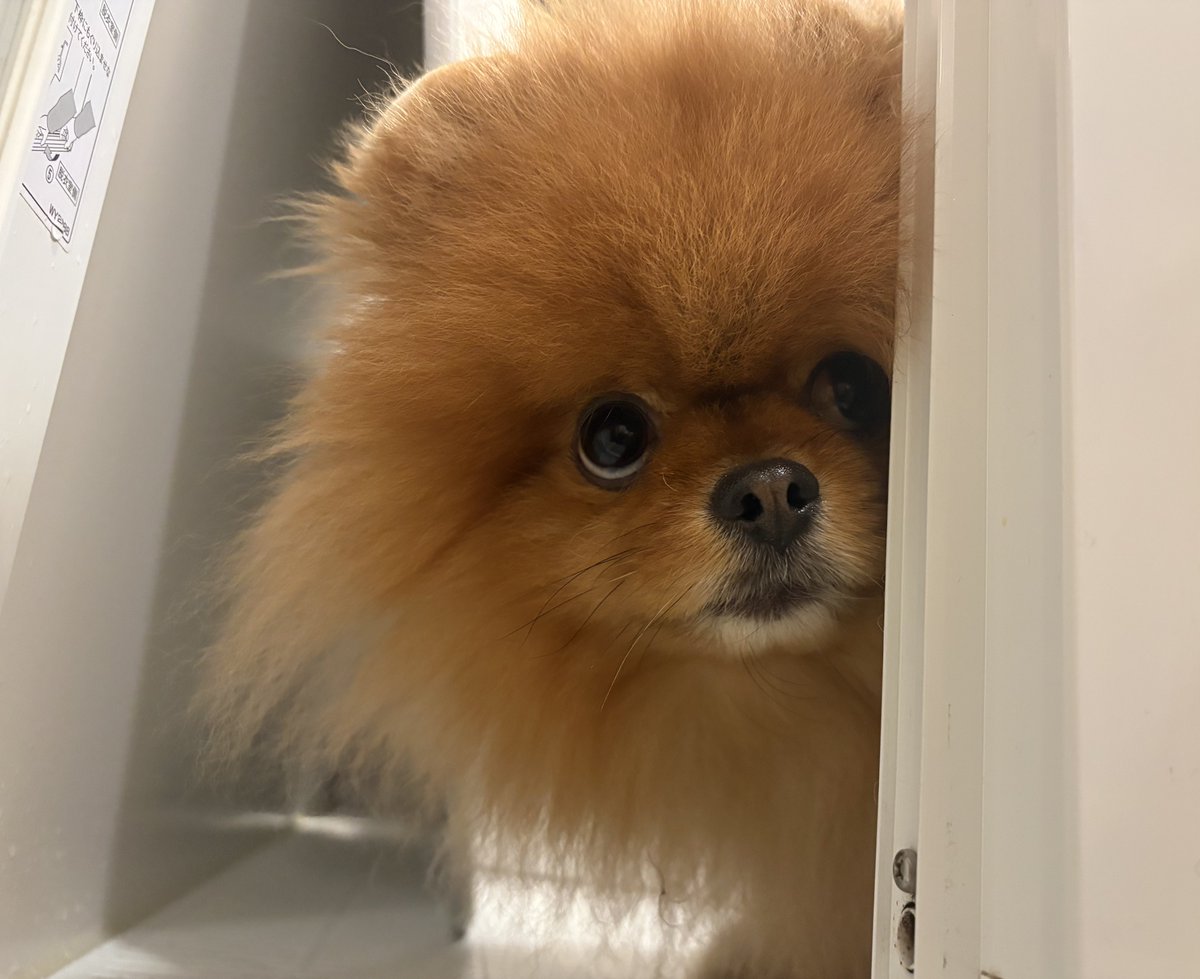 URI( ˊ̱˂˃ˋ̱ )🍊Level Ⅳ tweet media