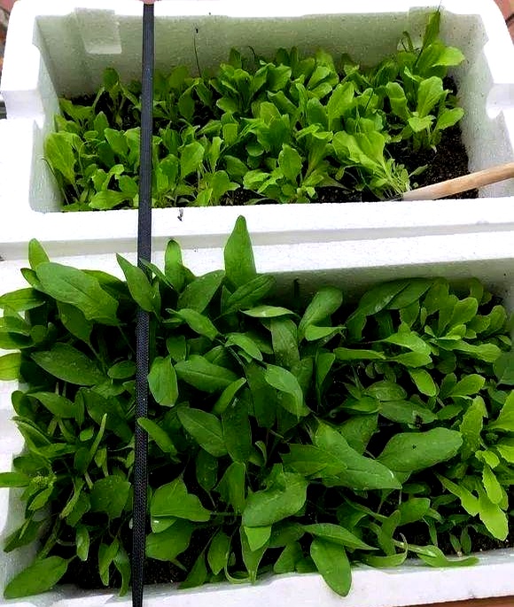 WebsiteCube tweet media