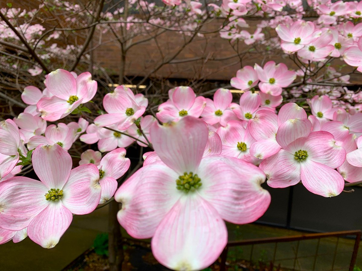 Spoon River College tweet media