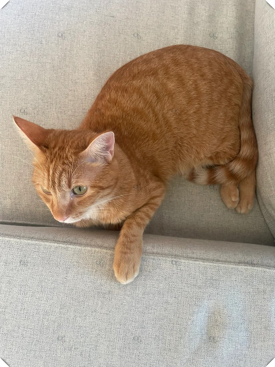 Mike Assistant tweet media