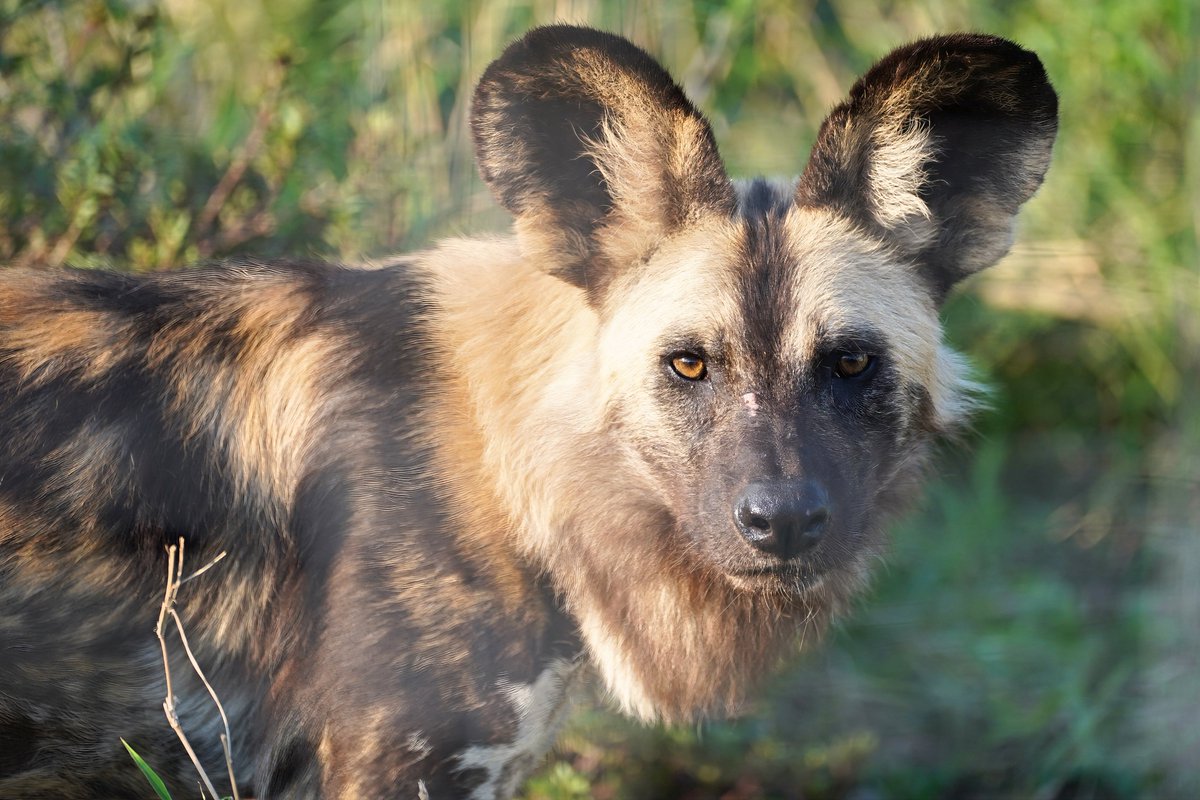 WildlifeACT tweet media