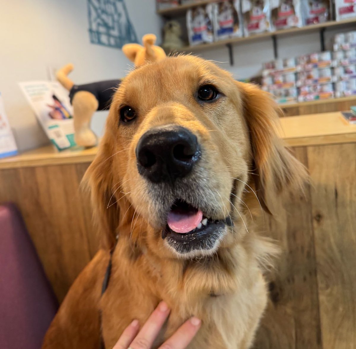 The Golden Ratio tweet media