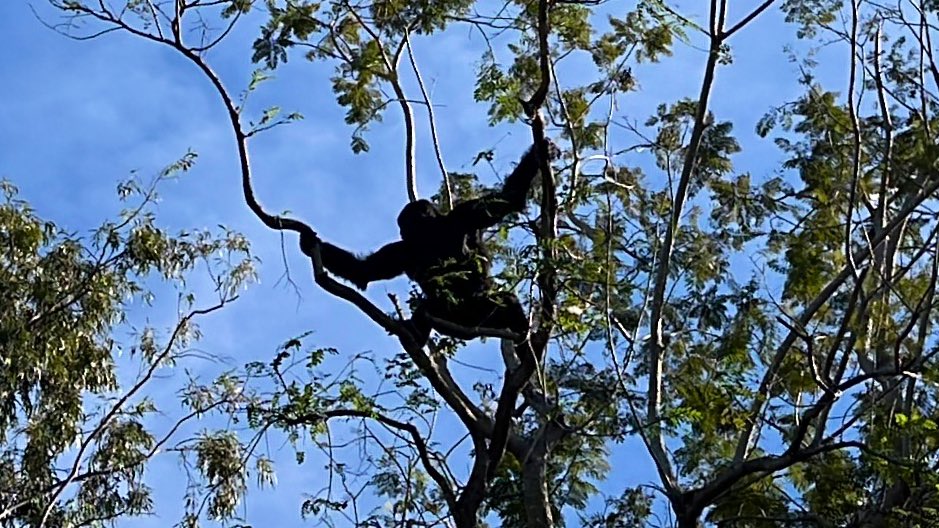 🎭 Cam Ray Semiproductions 🎭 tweet media