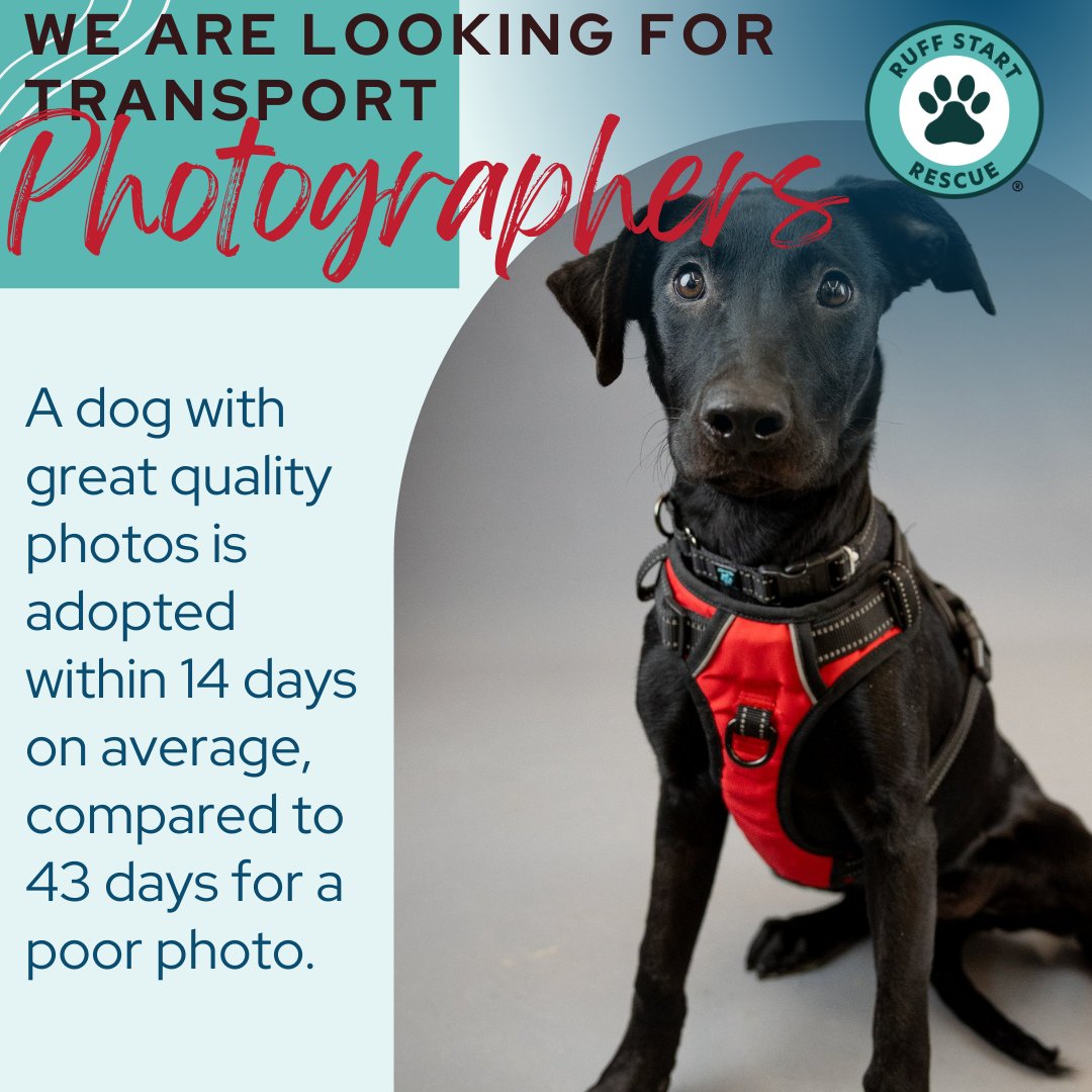 Ruff Start Rescue tweet media