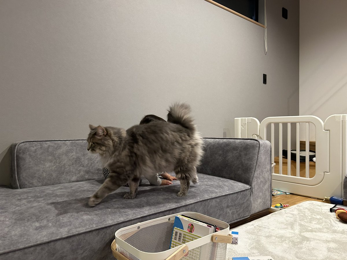 グリとグラとジル🐾 tweet media