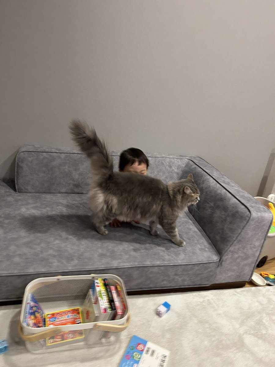 グリとグラとジル🐾 tweet media