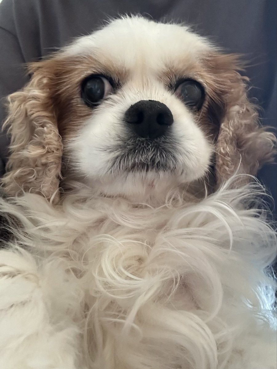 _20110321's tweet photo. 10回目の月命日💐
毎日載せてたこの画角、懐かしいな〜
老犬になってから吠えることが増えて寝不足が続いてイライラしてしまったこともあるけど、今となっては全てが恋しいよ。抱っこしたい😭 https://t.co/rhwAEtdD8m