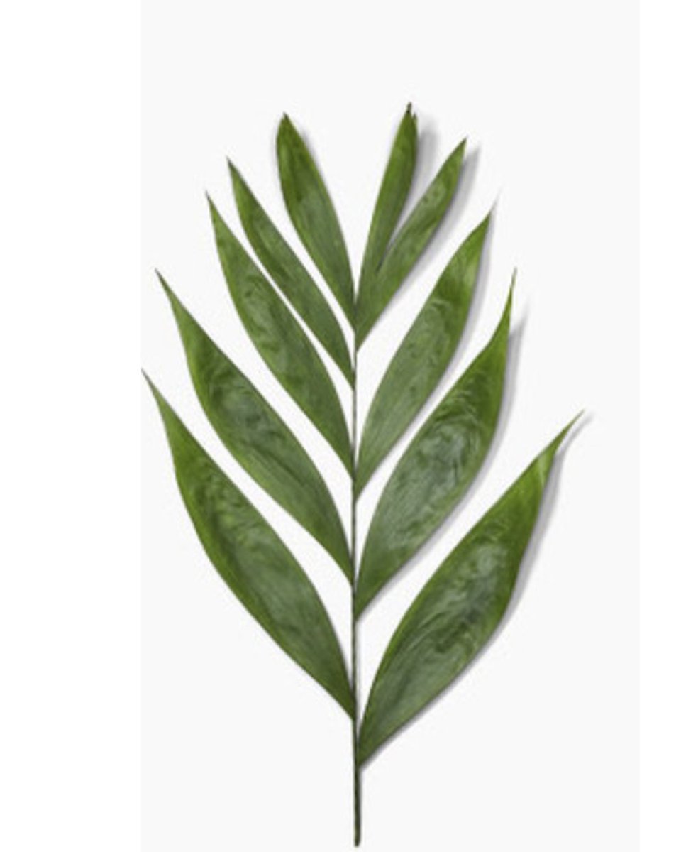 Palm Sunday brings a natural reset to the week, and designers are leaning into greens that feel intentional, textural, and grounded. Emerald Chico delivers soft movement, rich emerald color, and effortless volume—perfect for church work. 
florasource.flowers/module/iqitsea…