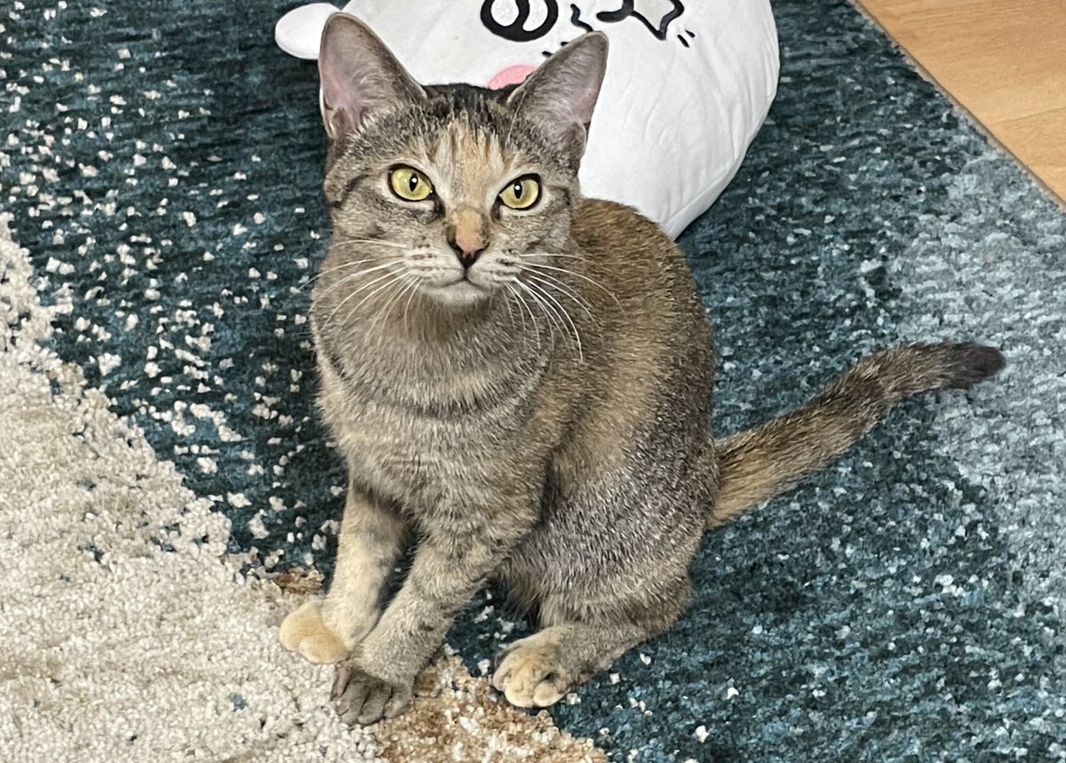 セイラ tweet media