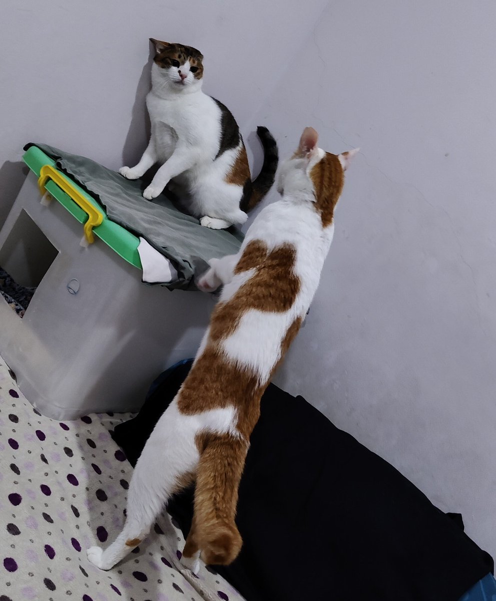 Hiko 🐈 tweet media