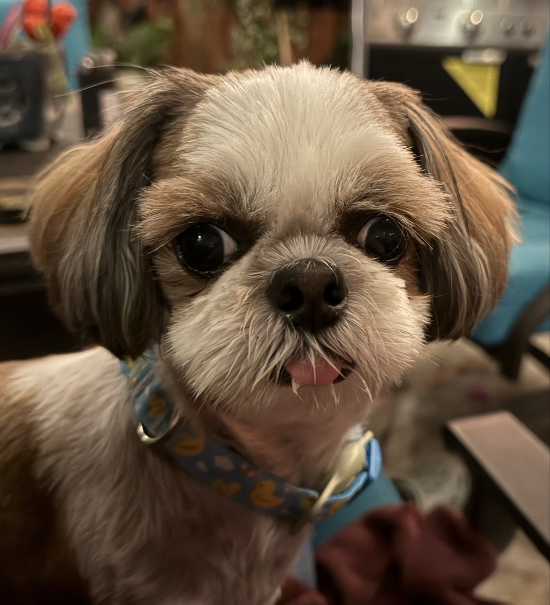 gongervieth's tweet photo. I love my puppy😍 https://t.co/8VCGxTnLlS