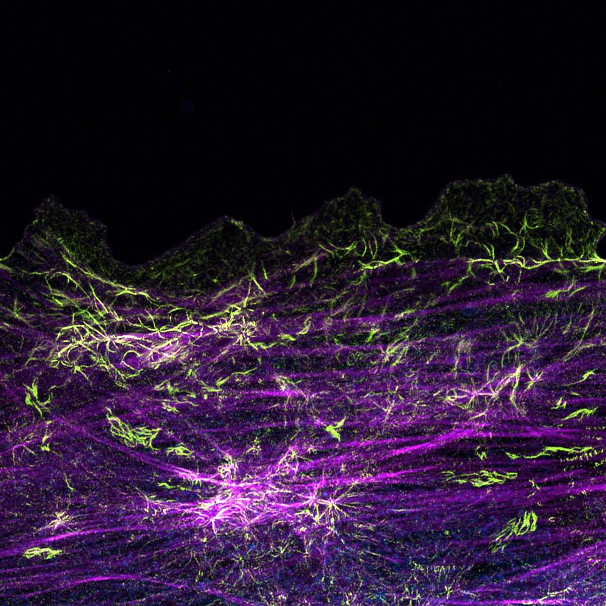 Viroscope tweet media