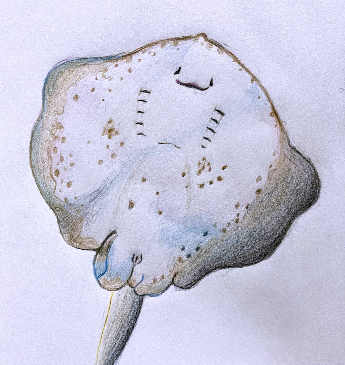 ホシエイさん’𖥦'★