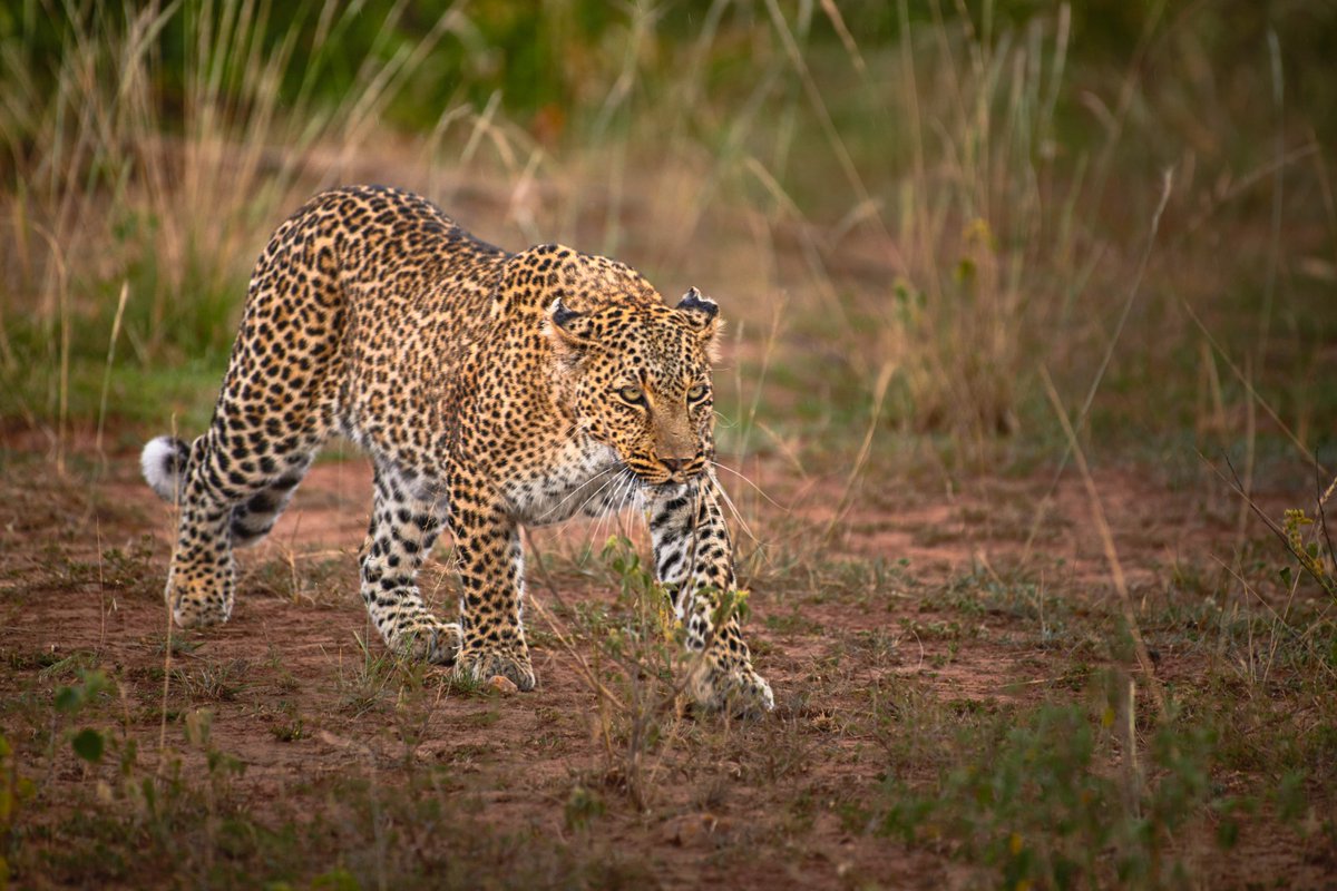 bownaankamal's tweet photo. A ghost of the grasslands – Leopardess Bahati
Leopardesses raise cubs alone, hunt alone, and defend their territories with fierce determination.
Photo by @BlackRockLionX aka @BownaanKamal
.
.
🐕 Masai Mara | Kenya
.
.
#bigcats #africanleopard #masaimara #discoverafricawildlife #leopardsofmasaimara