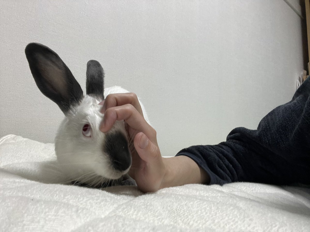 れいしょ tweet media