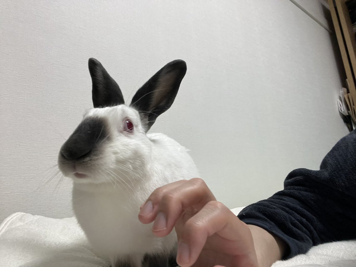 れいしょ tweet media