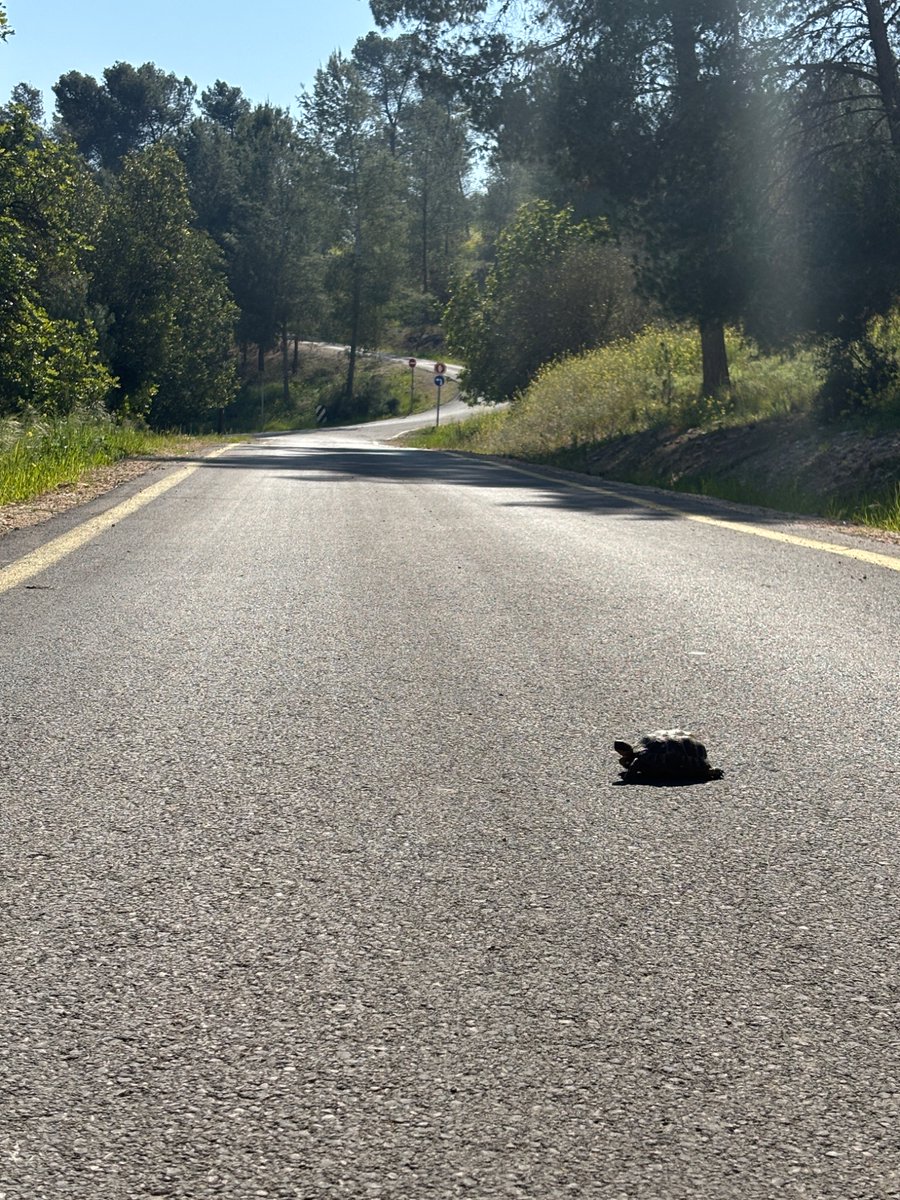 מיכל וואכטל-חלמיש tweet media