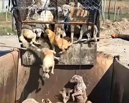 PLEASE  Turkey authorities these animals you're burring alive are innocent but those who are murdering them are criminals you have to put in prisons now