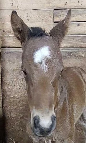 Schwing Thoroughbreds tweet media