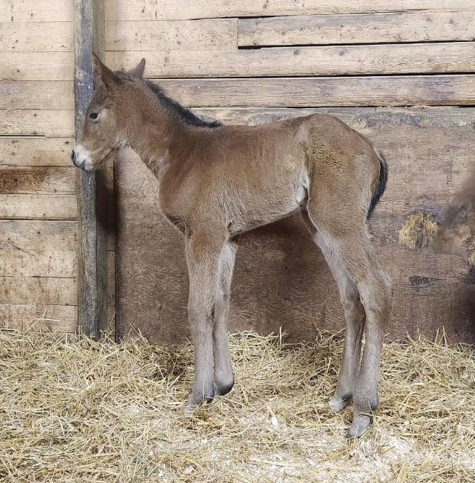 Schwing Thoroughbreds tweet media