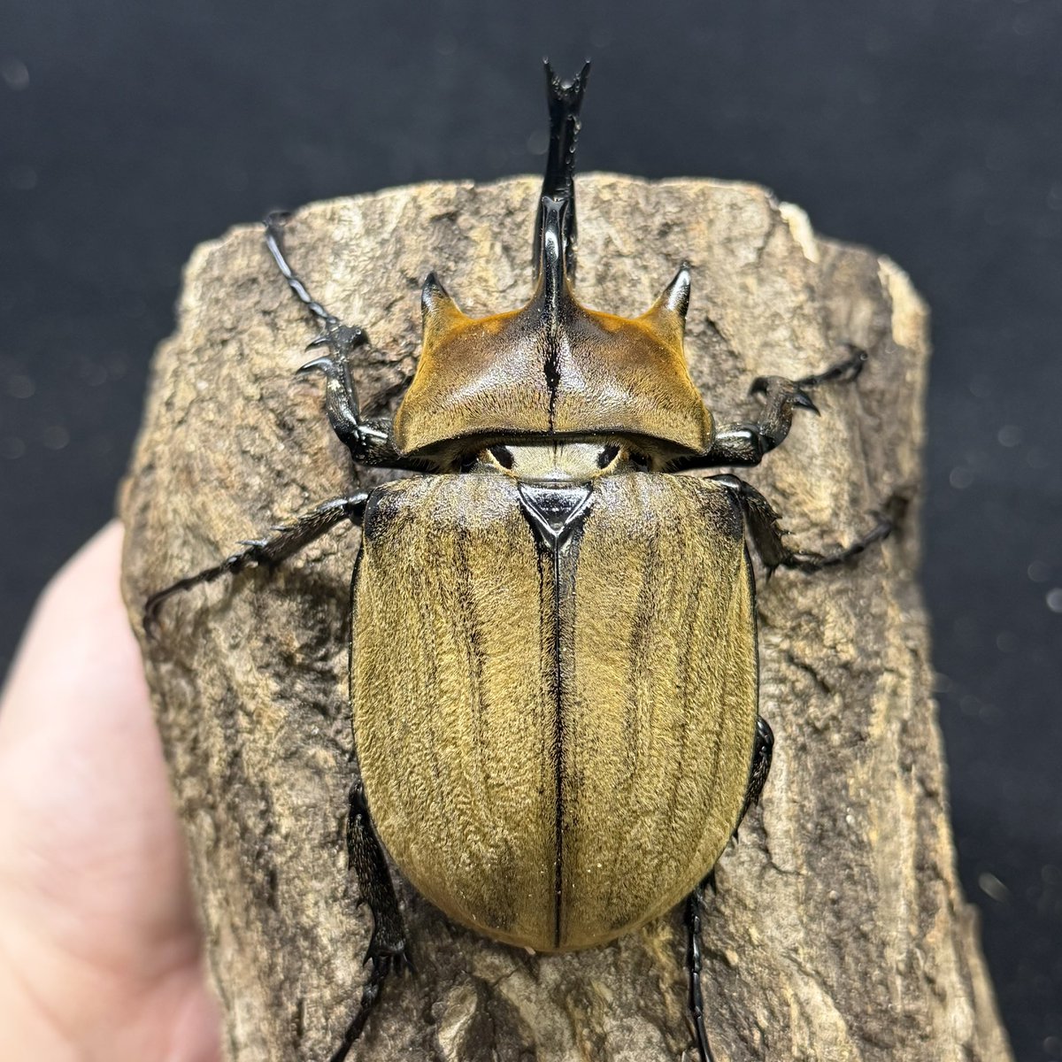 ◉タイフォンゾウカブト亜種プランディ （旧ギアスゾウカブト亜種
