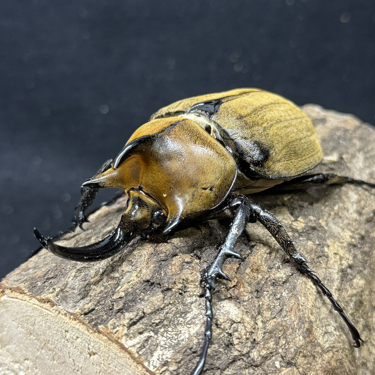 ◉タイフォンゾウカブト亜種プランディ （旧ギアスゾウカブト亜種