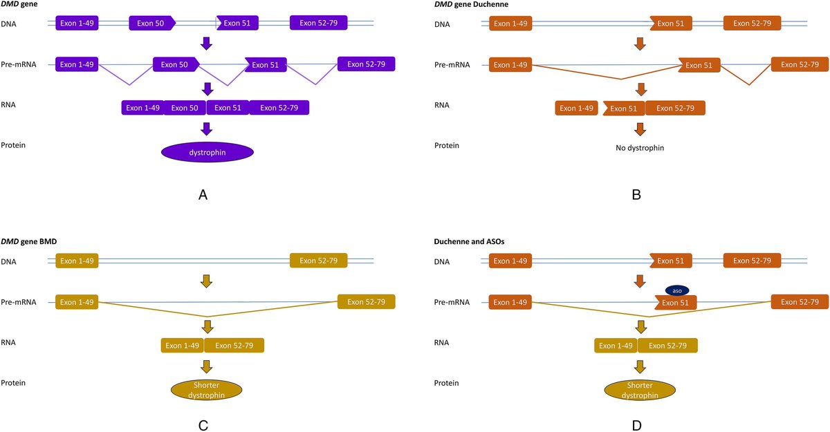 Journal of Neuromuscular Diseases tweet media