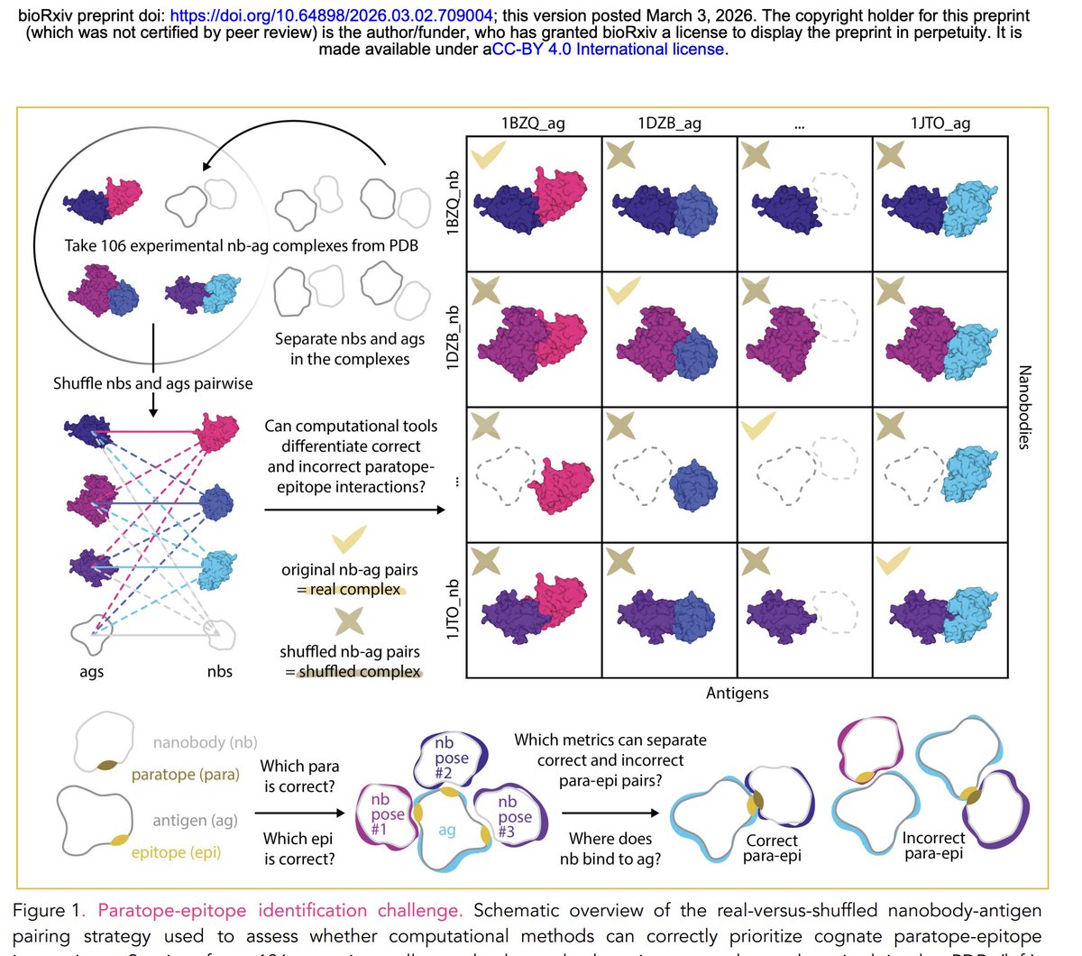 slavov_n's tweet photo. AI protein design is rapidly progressing  🚀

This study benchmarks de novo nanobody design by leading models, such as AlphaFold3, Boltz-2, and Chai-1. The study tested 106 true complexes and over 11,000 shuffled mismatches.

Key result:
High confidence scores often reflect structural plausibility but not binding specificity. In other words: the model thinks the fold "looks right," even if the two proteins would never bind in a wet lab. The title of the study sums up the results well:

Structural Plausibility Without Binding Specificity: Limits of AI-Based Antibody-Antigen Structure Prediction Confidence Scores

Conclusion:
Internal AI scores are not yet calibrated to distinguish true binders from decoys. Experimental validation remains essential.