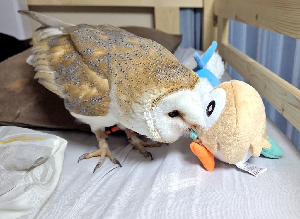 拾壱 埜子@🦉と古民家DIYと酒 tweet media