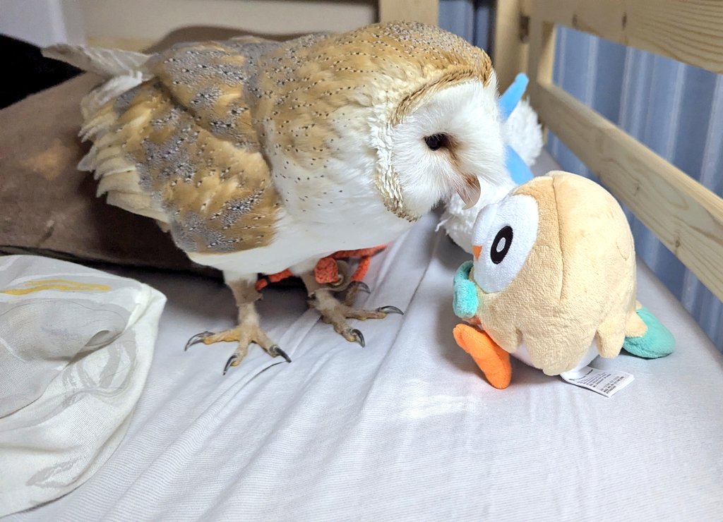 拾壱 埜子@🦉と古民家DIYと酒 tweet media