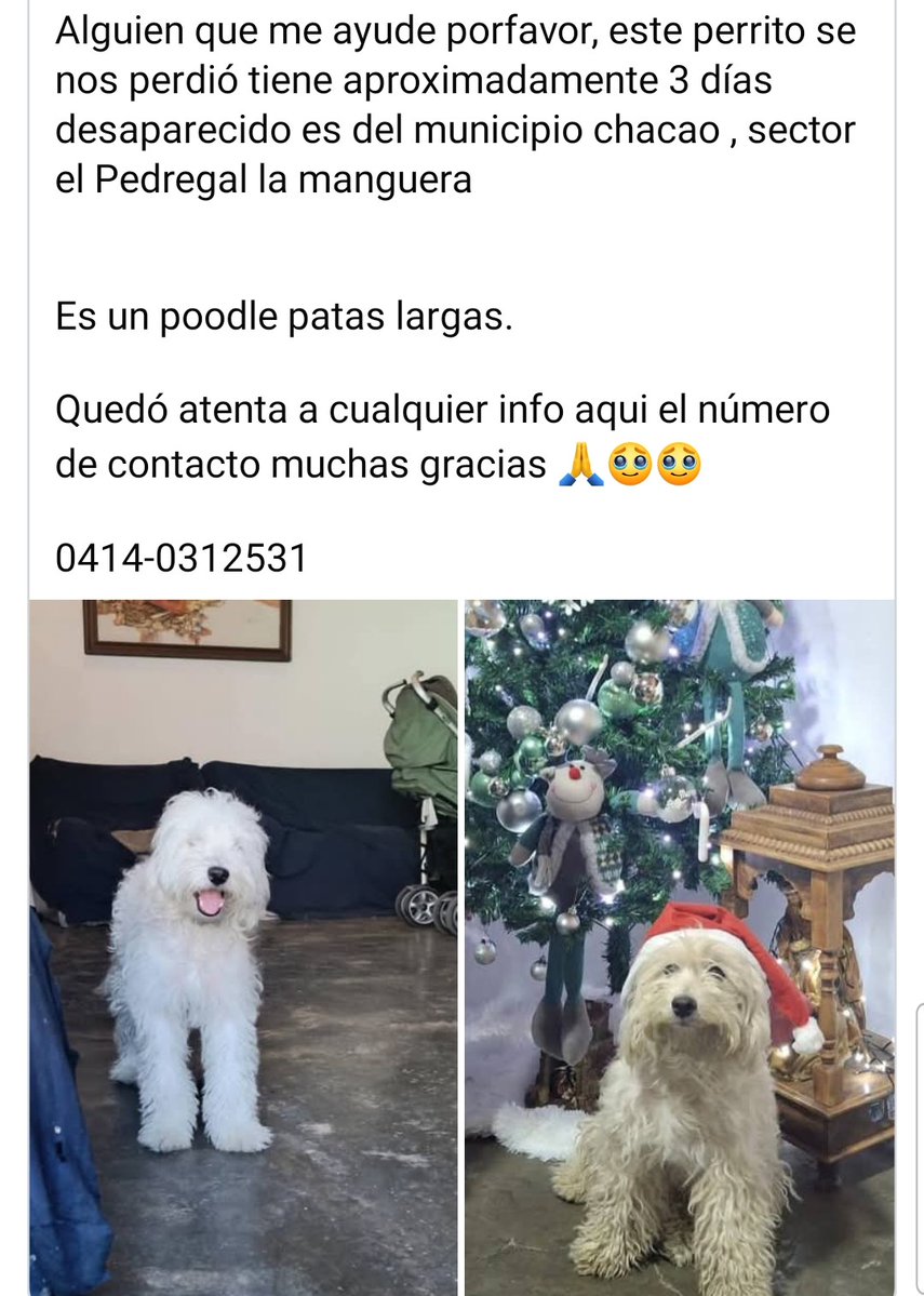 #Caracas
#ElPedregal
🛑🛑🛑SE BUSCA🛑🛑🛑
Favor difundir 🤍🤍🤍🐶
Gracias🙏🏻🇻🇪🤗