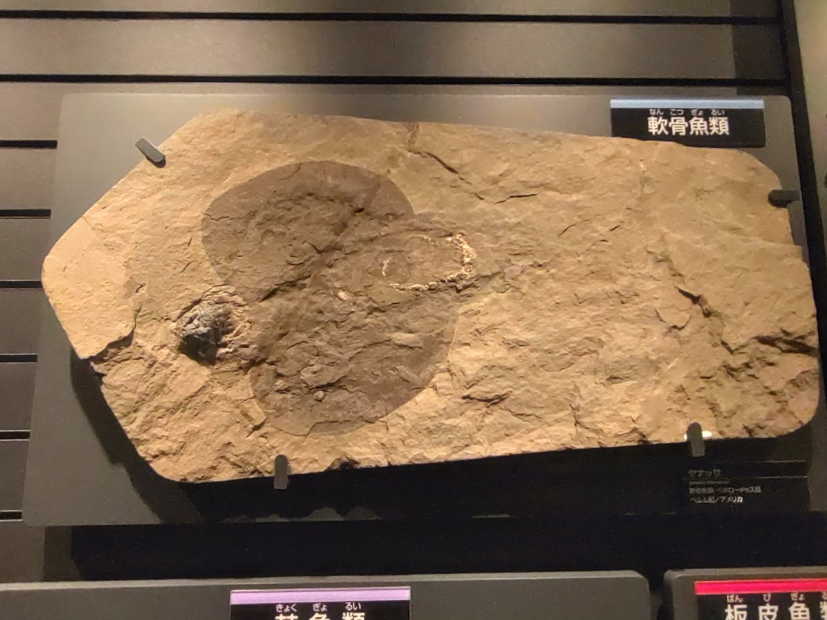 科博には「ヤナッサ」っていう滅茶苦茶エイに似てるのにギンザメの遠い遠い親戚に当たる非常にややこしい生き物の化石がある
存在を知ったのは最近で､いつかどこかで見れたら良いなと思ってたら､気付かなかっただけで既に何度も見てたらしい