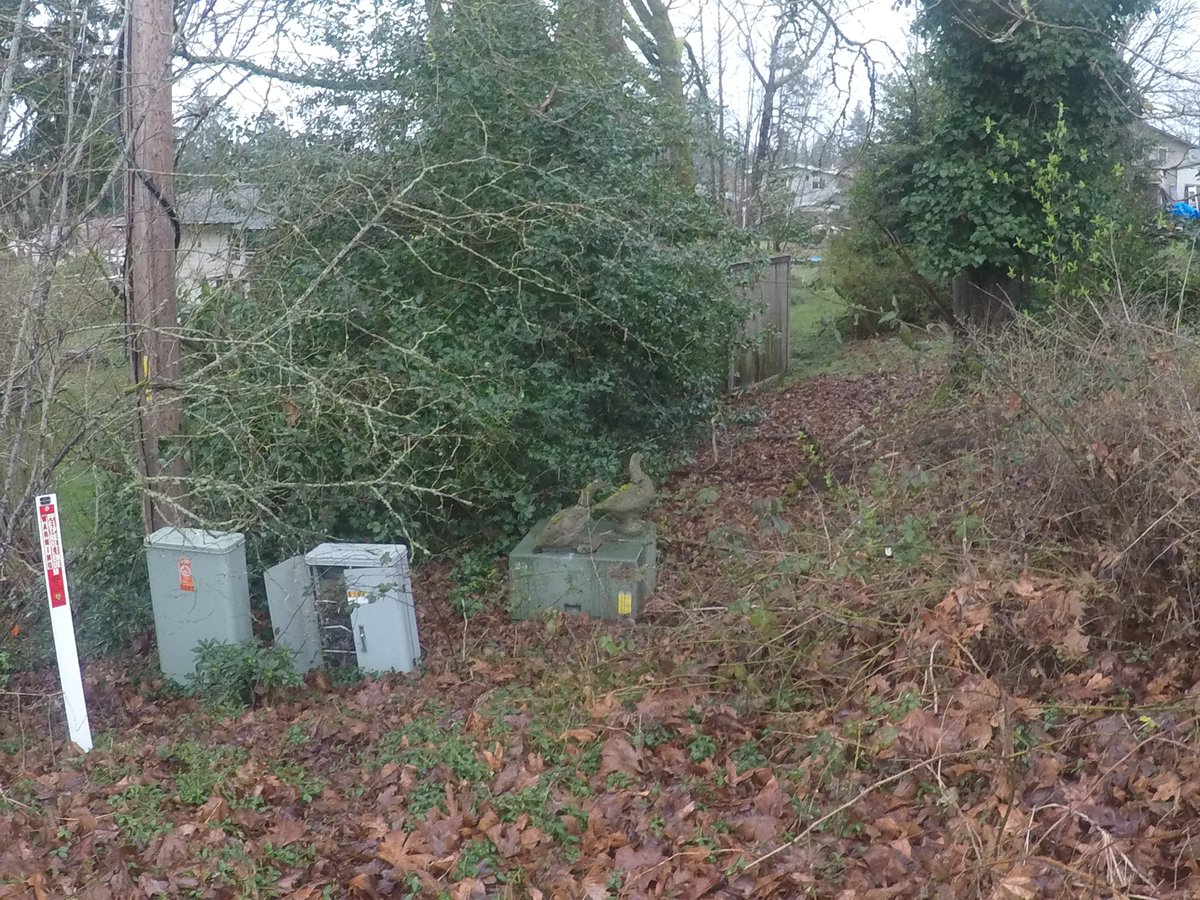 クランベリー tweet media