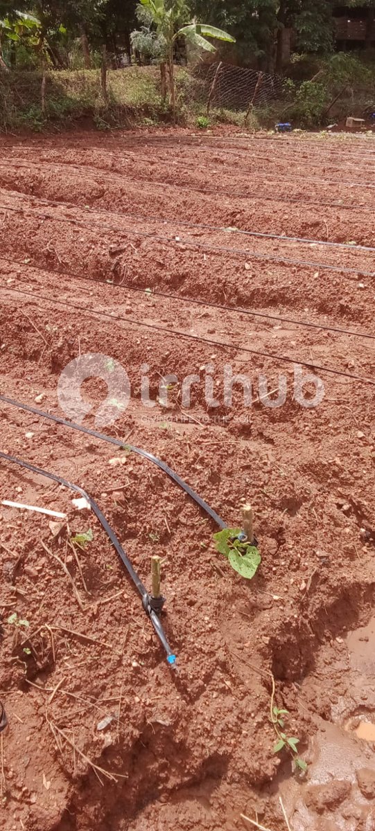 Irri-Hub KE tweet media