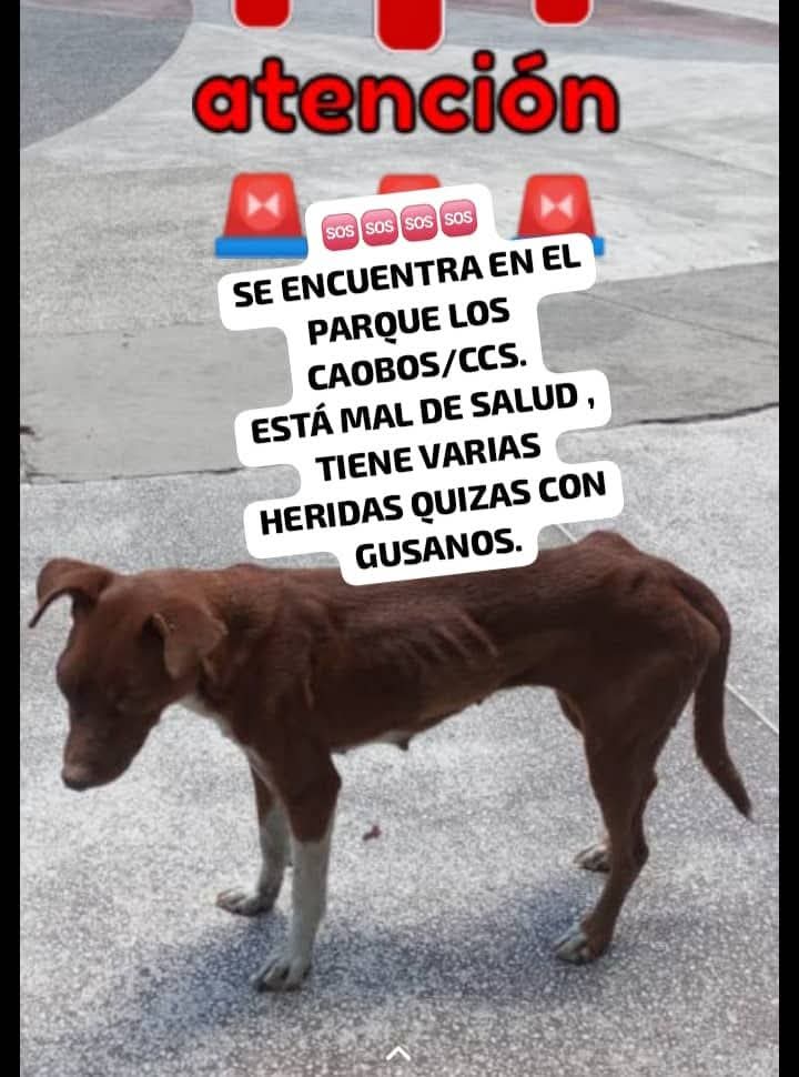 PerroUsuario's tweet photo. Necesita atención y resguardo URGENTEEEE, Caracas Parque Los Caobos. Cada día se deteriora más y más. Caso de terceros https://t.co/1S5NDr66IF