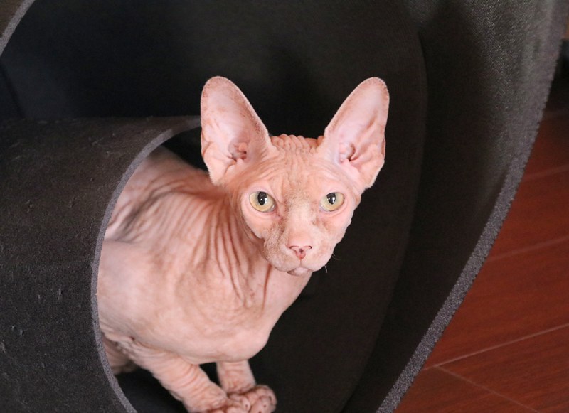 AdopFelinasVLC's tweet photo. #SORTU saliendo del túnel, tan enigmático, mágico y guapísimo 💖
#sphynx
https://t.co/7gtKuiwpKh https://t.co/2MVL1XFsXH