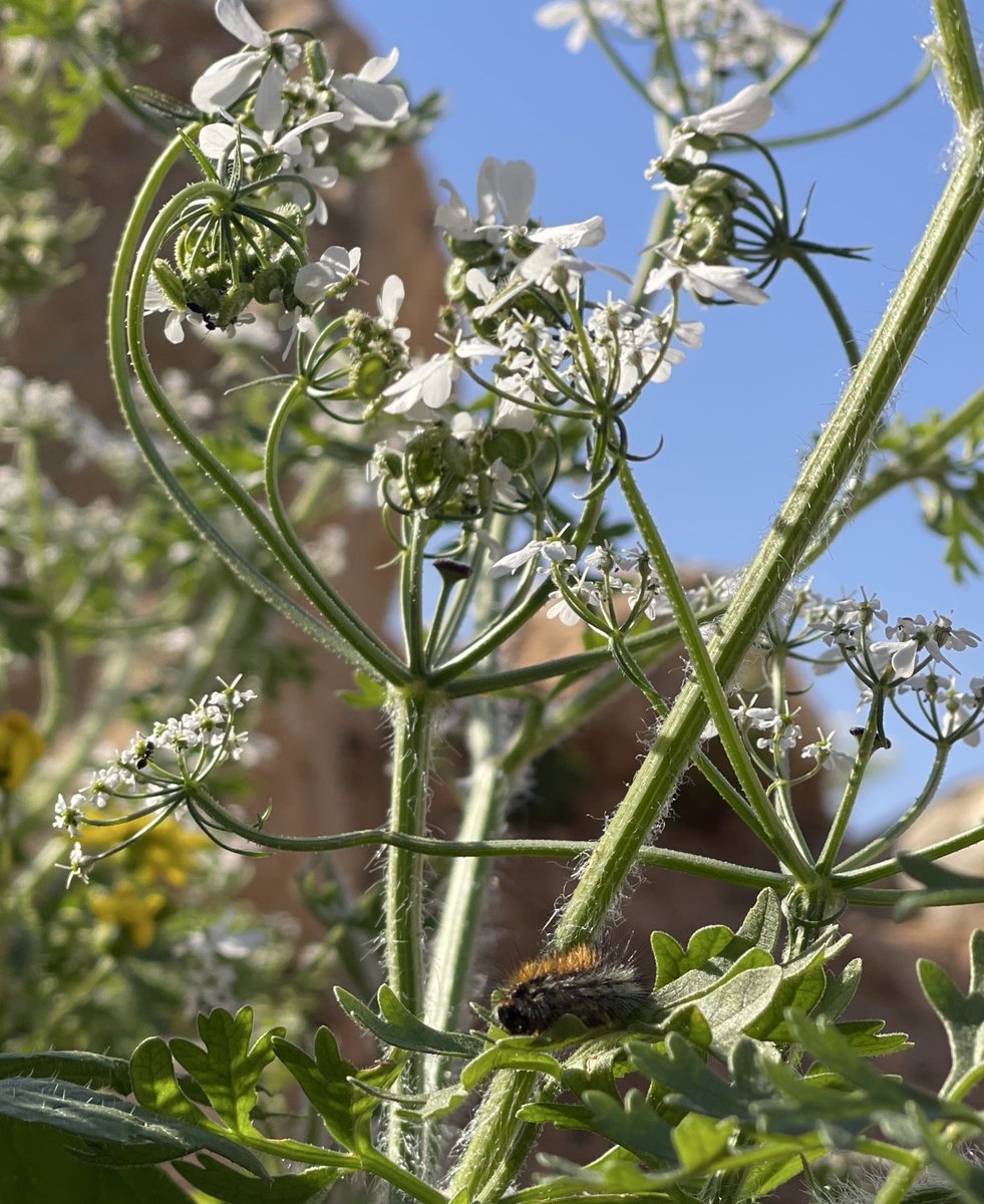 3omar alabadii tweet media