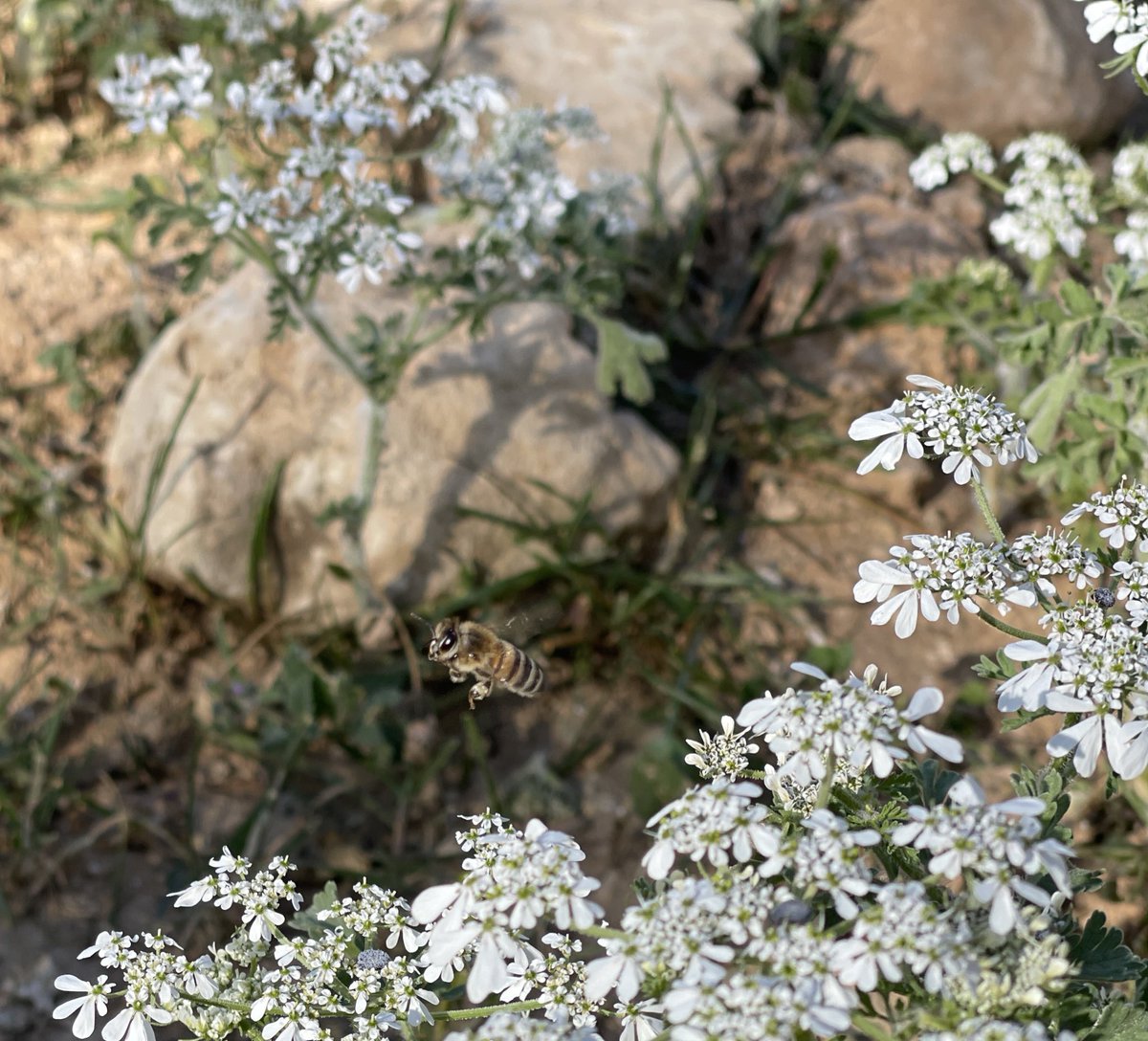 3omar alabadii tweet media