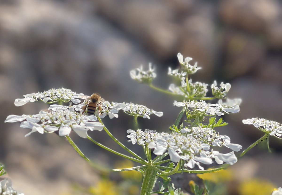 3omar alabadii tweet media