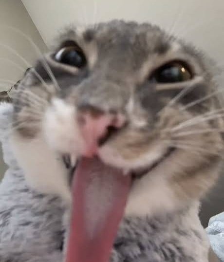 Squarf tweet media
