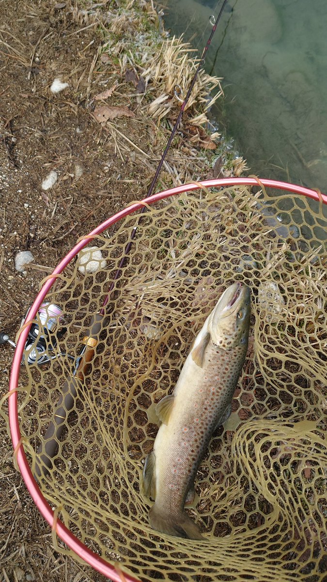 uniuni_gian's tweet photo. 久しぶりの鹿島槍ガーデン🎣
最初は悶絶したけど、パターン分かってからはコンスタントに釣れた✨

でも、1番デカかったのは、目の前でバラし😭😭😭 https://t.co/o3lw5jZtgD