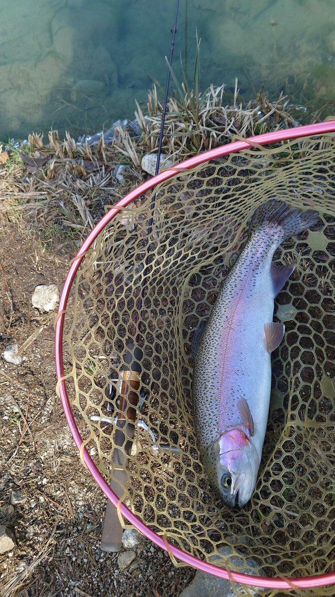 uniuni_gian's tweet photo. 久しぶりの鹿島槍ガーデン🎣
最初は悶絶したけど、パターン分かってからはコンスタントに釣れた✨

でも、1番デカかったのは、目の前でバラし😭😭😭 https://t.co/o3lw5jZtgD