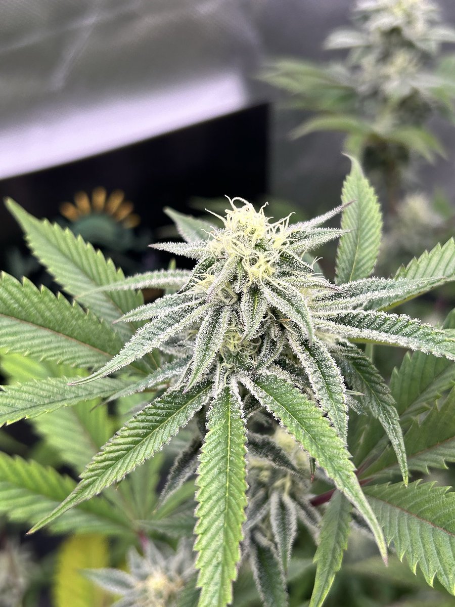 Cabin Early tweet media