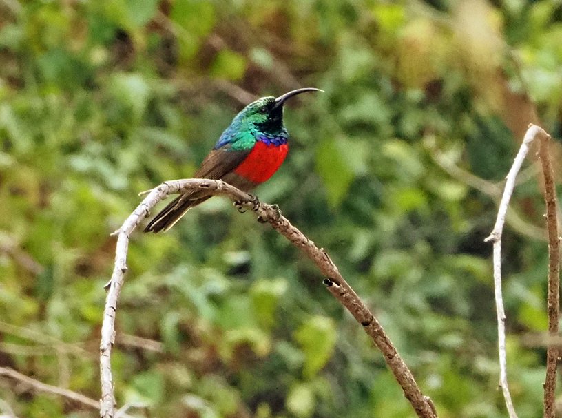 Brian E.Carruthers tweet media