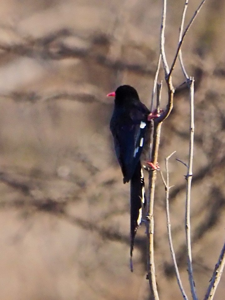 Brian E.Carruthers tweet media