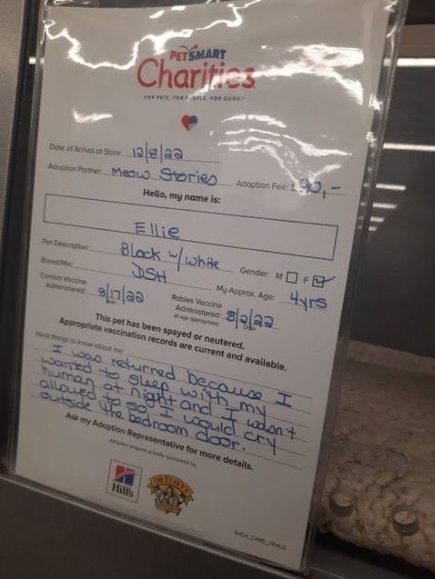 Cats with Aura 😺 tweet media