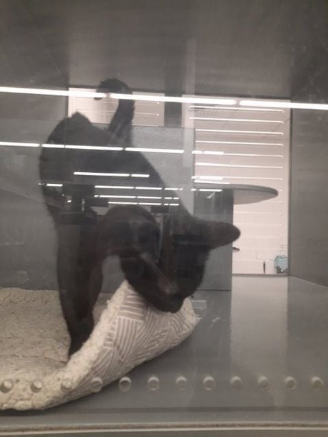 Cats with Aura 😺 tweet media