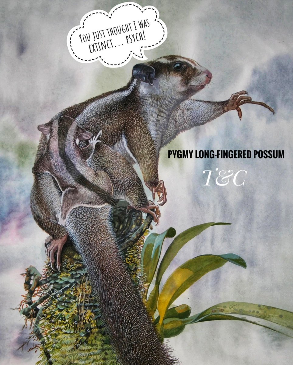 TeaandCryptids tweet media