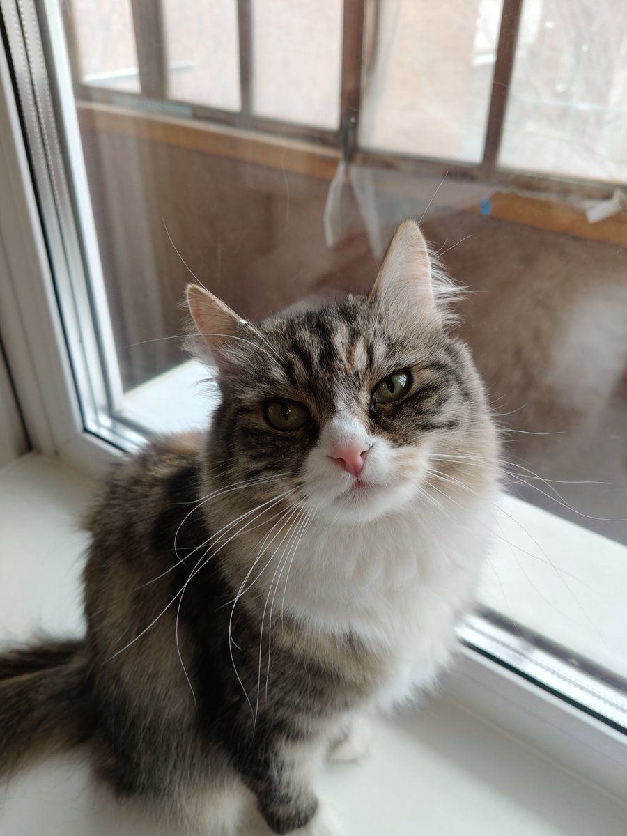 too_cute_dude's tweet photo. А у меня кошка панк и что вы нам сделаете? https://t.co/O20EK4nbvv