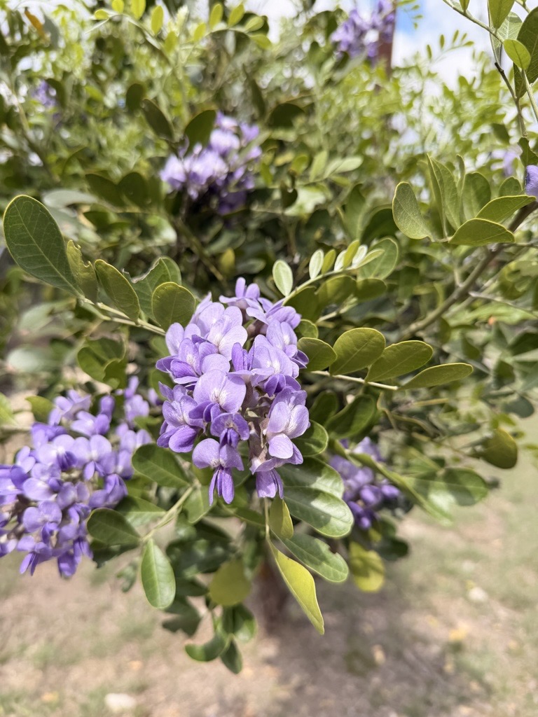 Texas A&M Forest Service tweet media
